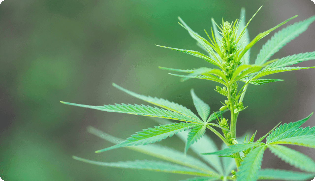 Nahaufnahme einer Cannabispflanze