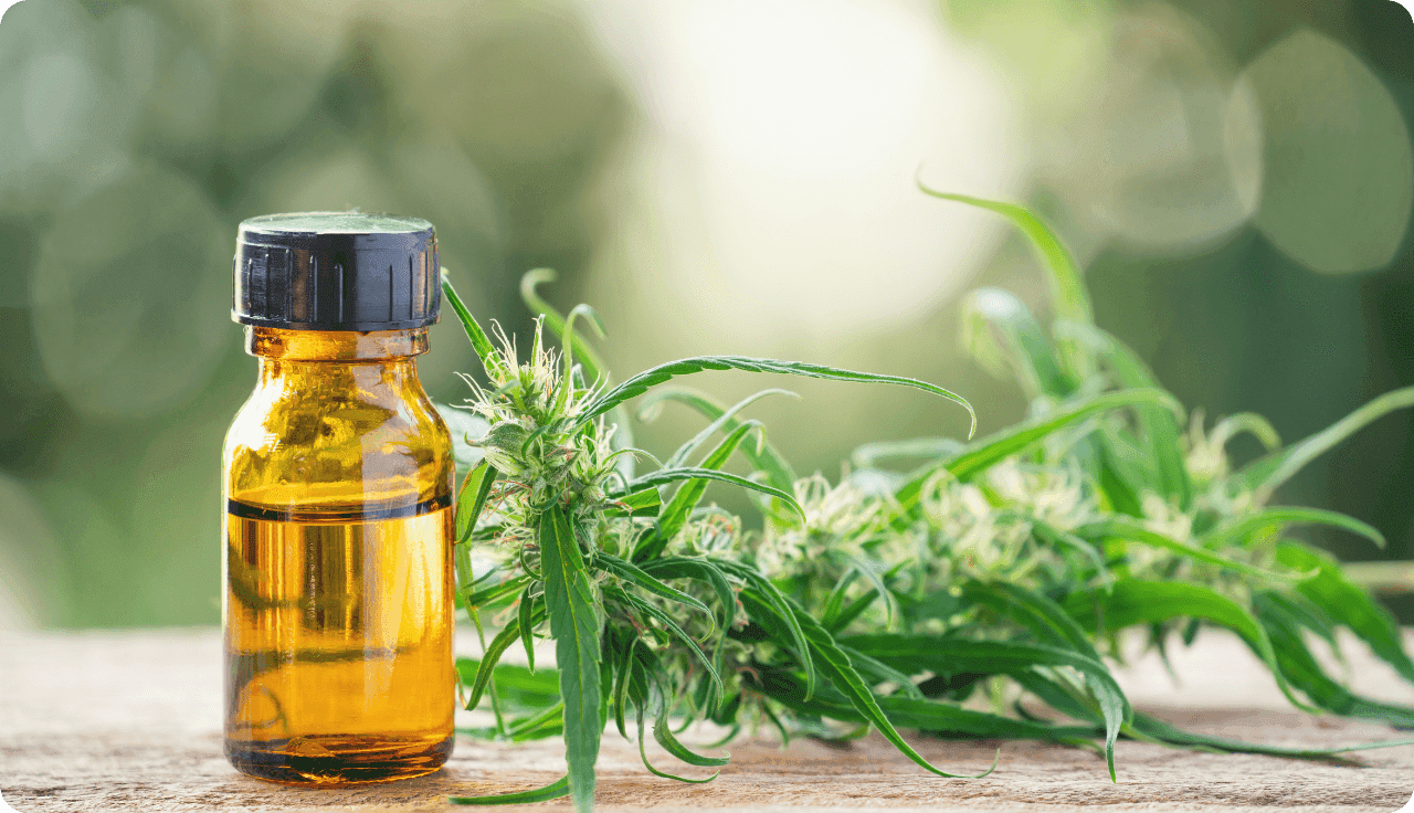Cannabispflanze liegt auf dem Tisch daneben eine Fläschchen