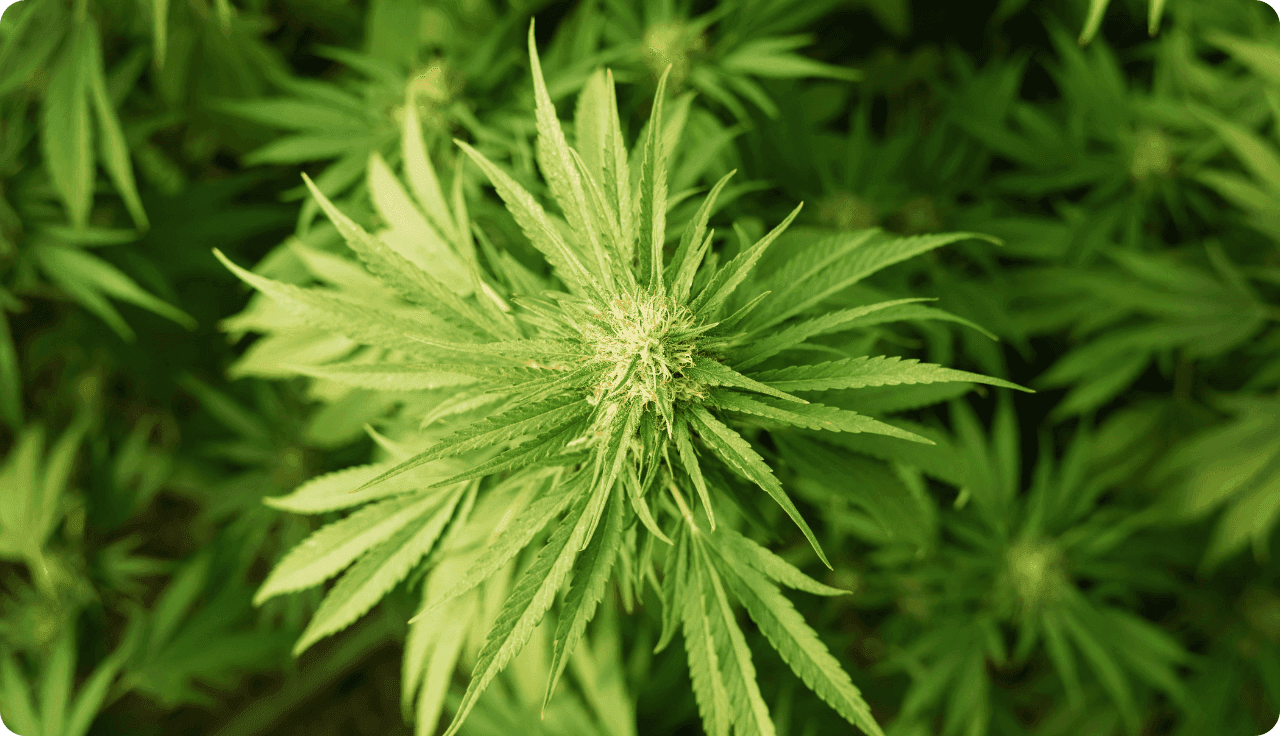 Draufsicht einer Cannabispflanze