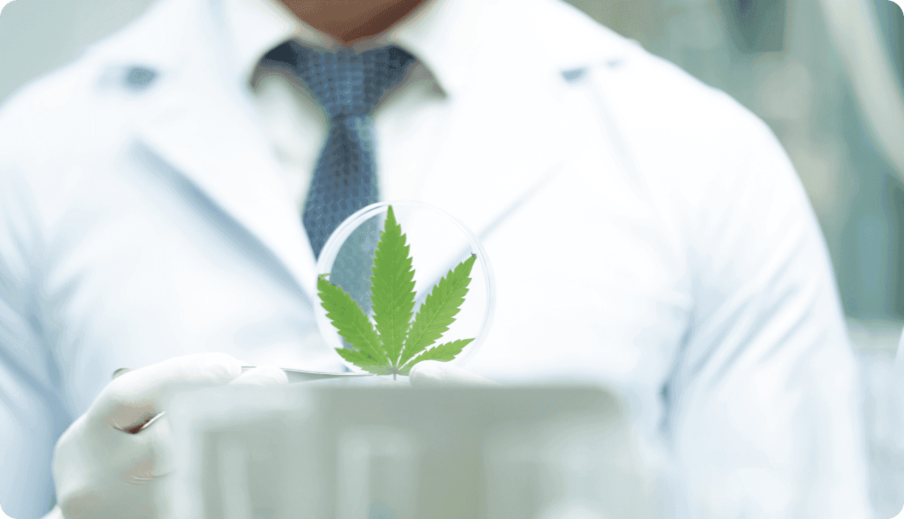 Arzt hält eine Cannabisblatt in der Hand und untersucht dies